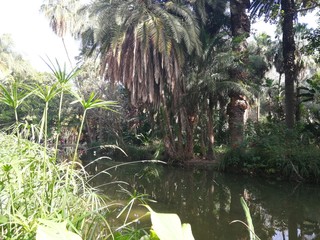 A small bridge over a river at the Botanical garden in Algiers