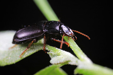Coleoptera Carabidae Insects in Nature