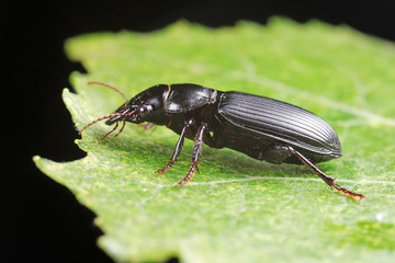 Coleoptera Carabidae Insects in Nature