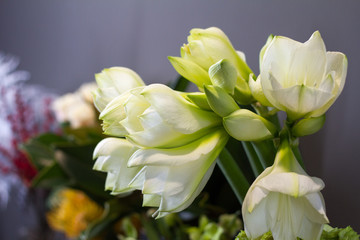Close-up flower shop window with hippeastrum white flowers, selective focus