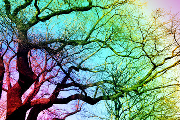rainbow sky with branches of a big tree