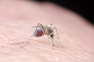 Aedes albopictus sucking blood