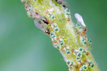 Aphids in nature