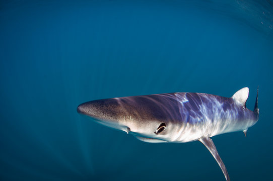 Blue sharks are light-bodied with long pectoral fins. Like many other sharks, blue sharks are countershaded