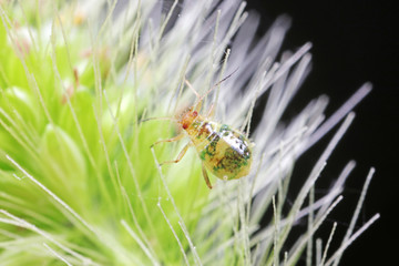 Aphids in nature