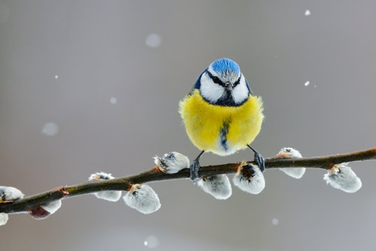 Eurasian blue tit, Cyanistes caeruleus, in winter