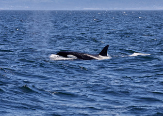 Naklejka premium Killer Whale (Orca) off the coast of Victoria, British Columbia, Canada,