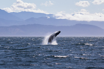 Humpback whale breaching off the coast of Victoria British Columbia, Canada. Beautiful mountains in the background 