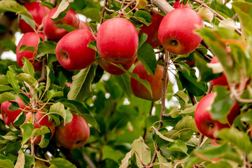 Apple Orchard
