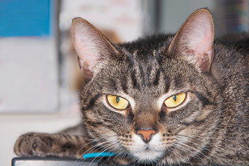 Wonderful, gray, short-haired cat. Head is close-up