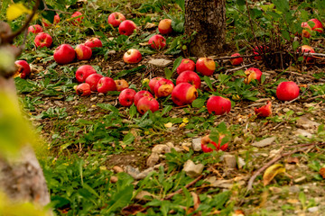 Apple Orchard
