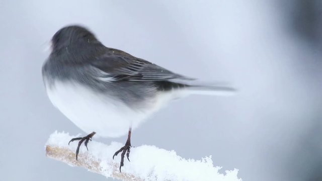 Dark eyed junco female, Junco hyemalis, perched left spins 360 during snowstorm 