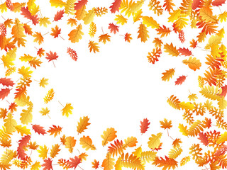 Oak, maple, wild ash rowan leaves vector, autumn foliage on white background.