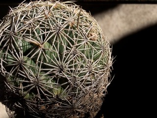 Cactus redondo y con espinas, planta ornamental con espinas . planta desértica