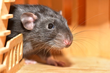 Black rat looks out of the house