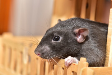 Black rat looks out of the house