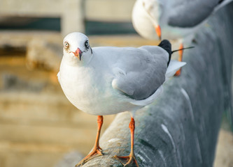 Beautiful segull shot, Bangpu, Thailand