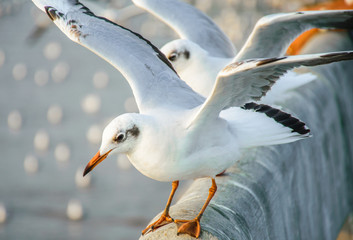 Beautiful segull shot, Bangpu, Thailand