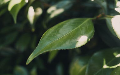 green leaf