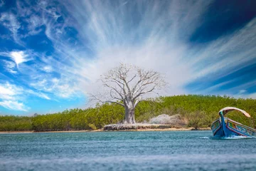 Gordijnen A white baobab stands near the water in Saloum Bird Sanctuary, Senegal. Colorful wooden boat goes by sea in Africa. Mangroves grow around. It is a travel background. © Jana