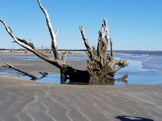 tree, beach, water, sky, landscape, nature, sea, coast, lake, sand, ocean, forest, shore, blue, winter, wood, summer, travel, trees, clouds, grass, old, river, driftwood