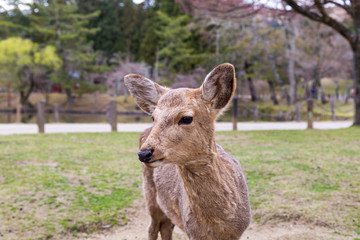 Cute deer in the Nara Prefecture, Kansai region, Japan.
