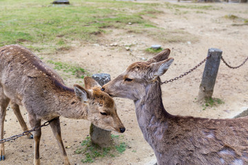 Cute deer in the Nara Prefecture, Kansai region, Japan.