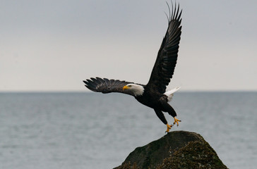 Bald eagle takes flight