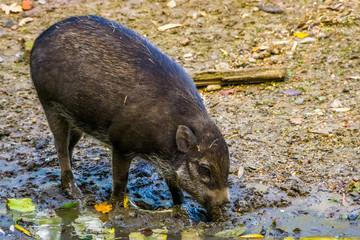 visayan warty pig grubbing in the mud, typical wild boar behavior, critically endangered animal...