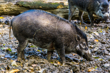Visayan warty pig in closeup, wild tropical boar, critically endangered animal specie from the philippines