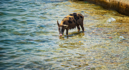 The pig bathes and swims in the sea and drinks water. It is a wildlife photo in Senegal, Africa.