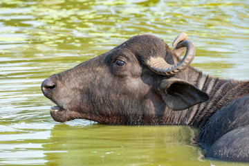 Wild Water Buffalo (Bubalus arnee), Udawalawe National Park, Sri Lanka