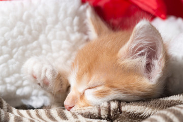 Gatito descansando tiernamente en un gorro de papa noel.  