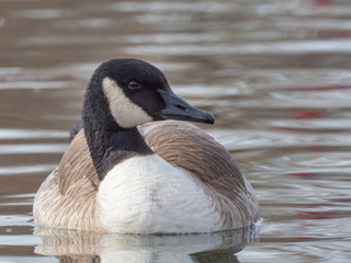 Canada Goose 3