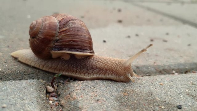 Close-up of a snail on the sidewalk after a rain. 4k