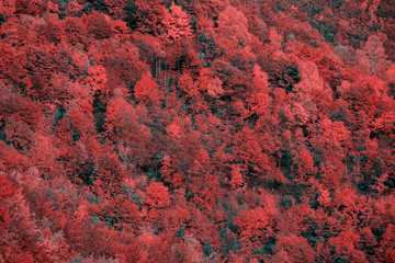 Beautiful orange and red autumn forest