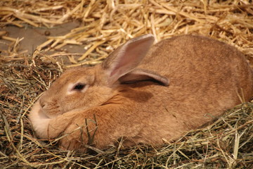 Bunny Resting, Edmonton Valley Zoo, Edmonton, Alberta 