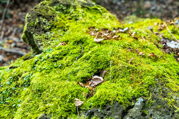 moss rock
