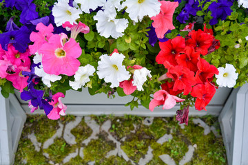 Fototapeta na wymiar Petunia colorful flowers in white wooden crate on eco pavement in summer garden