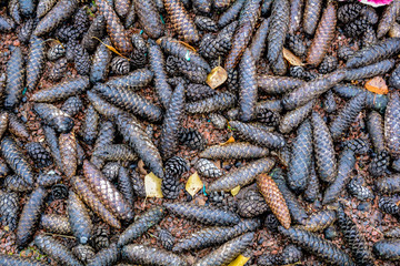 Fallen dry pine cones on ground with gravel in forest. Ground cover pine cones
