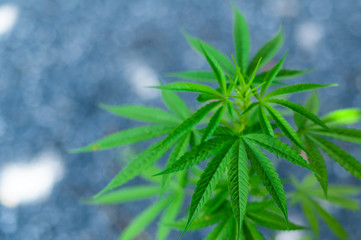 close up of marijuana