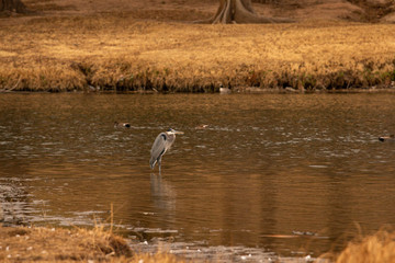 Crane in a lake