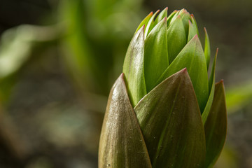 Kaiserkrone Frühblüher