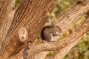 Squirrel in a tree