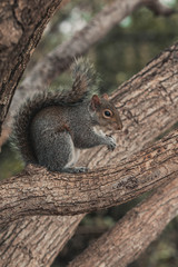 Squirrel in a tree