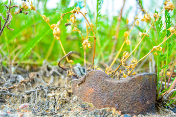 Seed capsules of ordinary moss among dry and green grass. Microscopic landscape