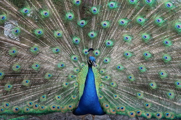 Obraz premium Peacock