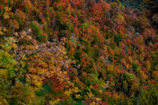 Beautiful orange and red autumn forest © fotoinfot