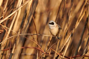 European penduline tit (Remiz pendulinus)