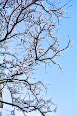 Tree branches covered with snow on blue sky background